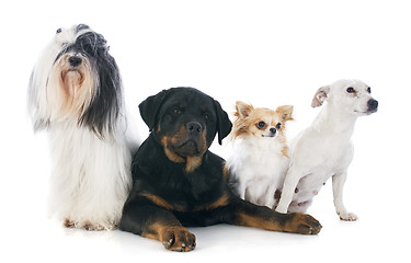 Image showing four dogs