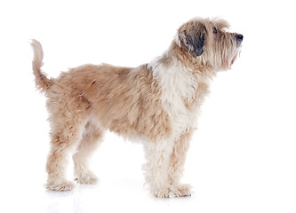 Image showing tibetan terrier