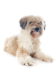 Image showing tibetan terrier