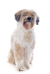 Image showing tibetan terrier