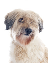 Image showing tibetan terrier