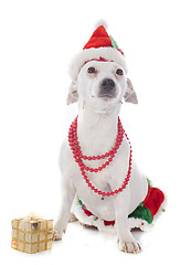 Image showing jack russel terrier and gift