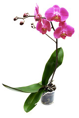 Image showing Orchid