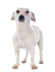 Image showing jack russel terrier