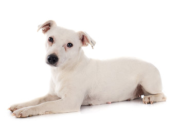 Image showing jack russel terrier