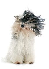 Image showing tibetan terrier