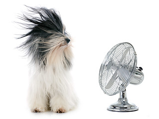 Image showing tibetan terrier and fan