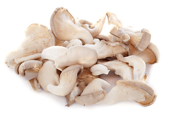 Image showing pleurotus