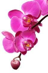 Image showing Orchid