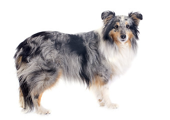 Image showing shetland dog