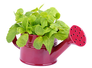 Image showing Mint Leafs