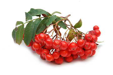 Image showing Ashberry (rowanberry)