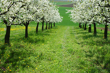 Image showing Spring in cherry garden