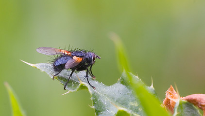 Image showing fly