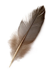 Image showing Dove feather