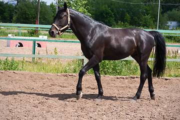 Image showing Horse