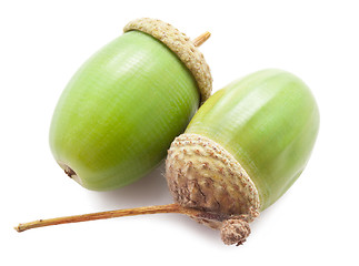 Image showing Acorn