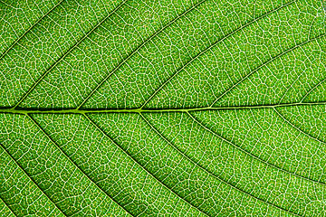 Image showing Green leaf