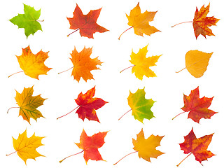 Image showing Maple leaves