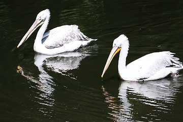 Image showing Pelicans