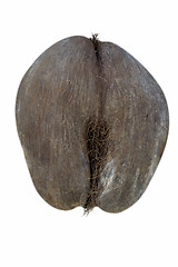 Image showing Coco de Mer, Vallee de Mai, Seychelles