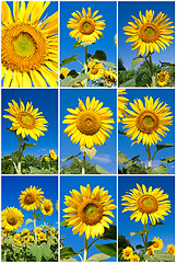 Image showing Sunflowers