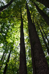 Image showing Green forest