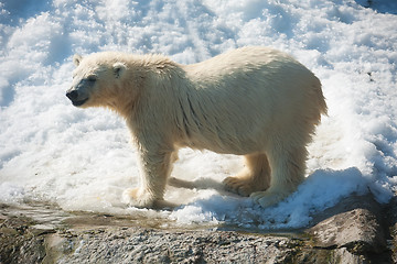 Image showing Polar bear