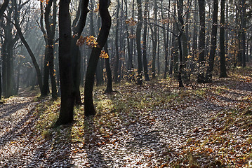 Image showing Autumn Forest