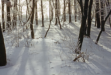 Image showing Forest in winter