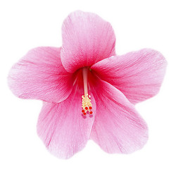 Image showing Hibiscus flower