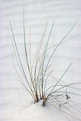 Image showing White Sands