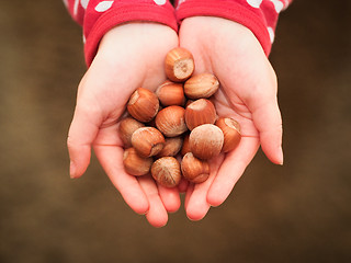 Image showing Hazelnuts 