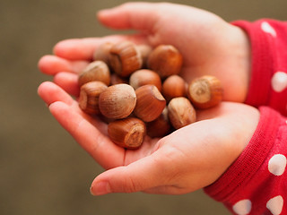 Image showing Hazelnuts 