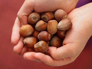 Image showing Hazelnuts 