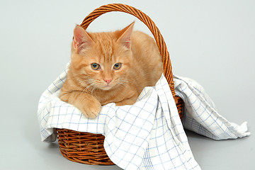 Image showing Cat resting in a basket