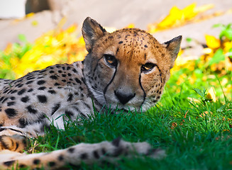 Image showing Cheetah