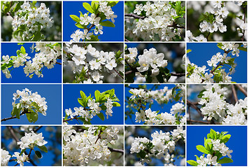 Image showing Apple flowers