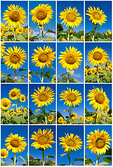 Image showing Sunflowers