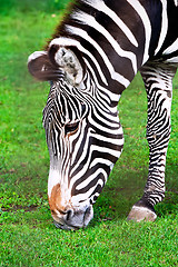 Image showing Zebra