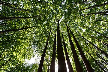 Image showing Green forest