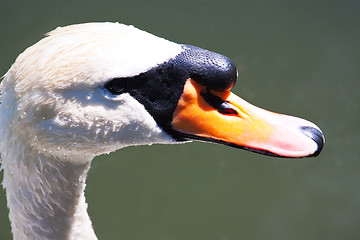 Image showing White swan