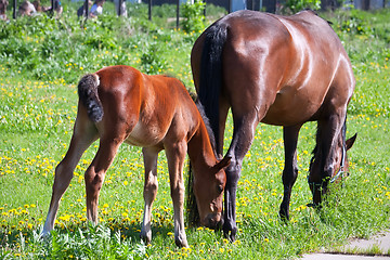 Image showing Horse