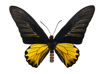 Image showing Butterfly Troides Magellanu
