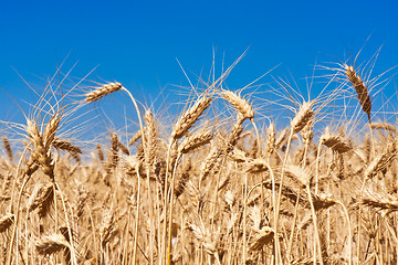 Image showing Wheat field