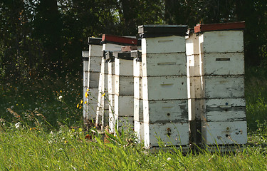 Image showing wooden bee hives