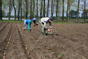 Image showing Planting potatoes