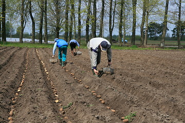 Image showing Planting potatoes