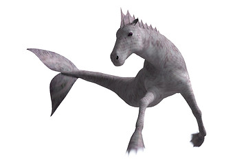 Image showing Hippocampus Mermaid's Horse