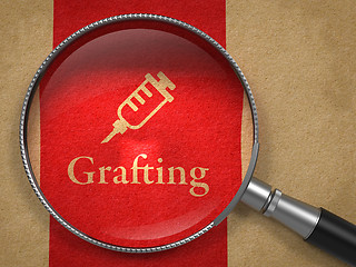 Image showing Grafting Concept: Magnifying Glass